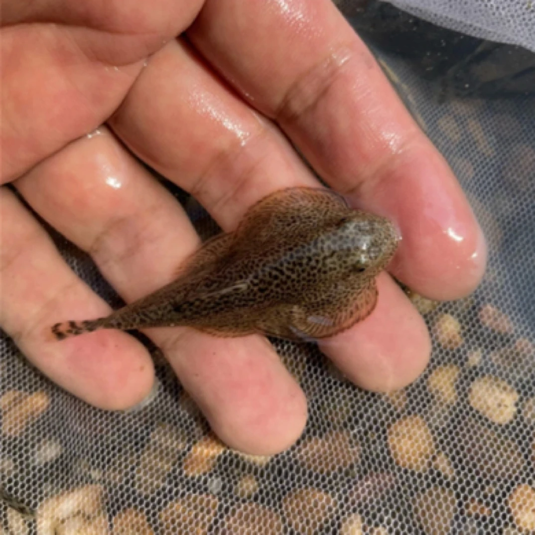 贵州爬岩鳅双吸盘爬岩鳅冷水清洁工淡水工具鱼擦玻璃吃垃圾