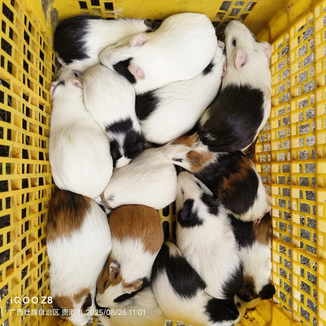 荷兰猪豚鼠(发两公八母)两月苗