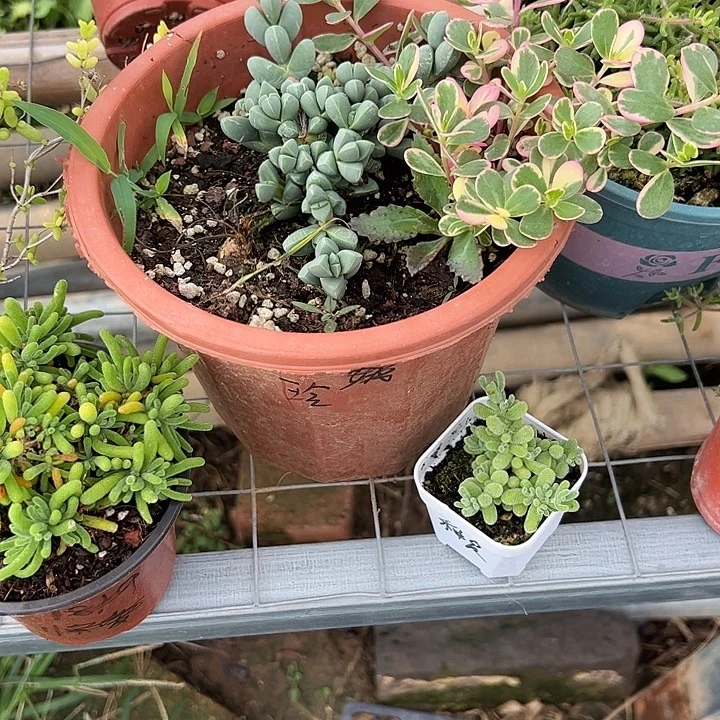种***夏多肉植物套餐一份