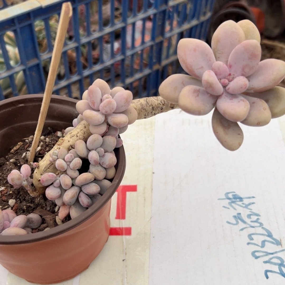 多肉植物多肉植物