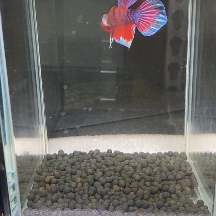 斗鱼泰国斗鱼411号