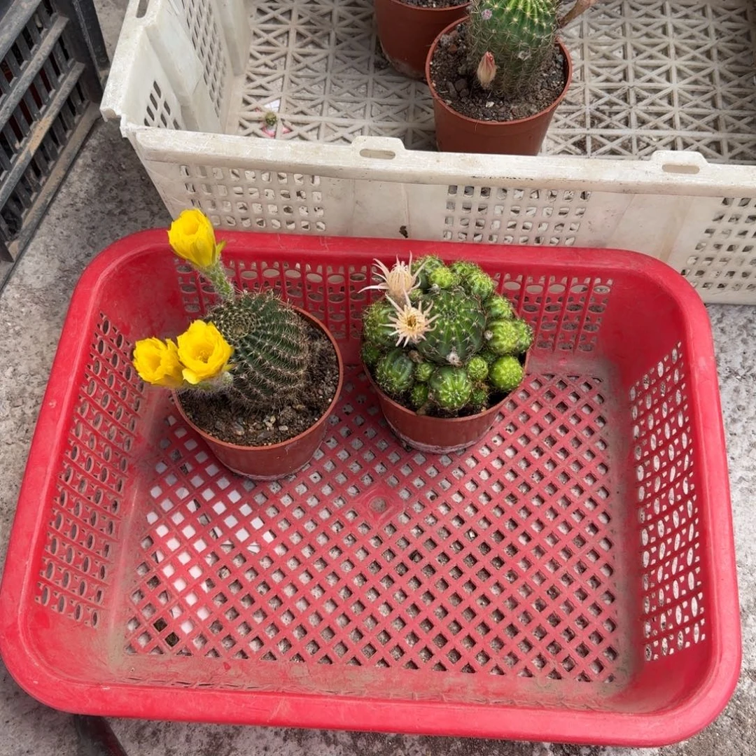 爱***中无花朵丽花哈哈哈哈哈哈仔仔掉了不售后