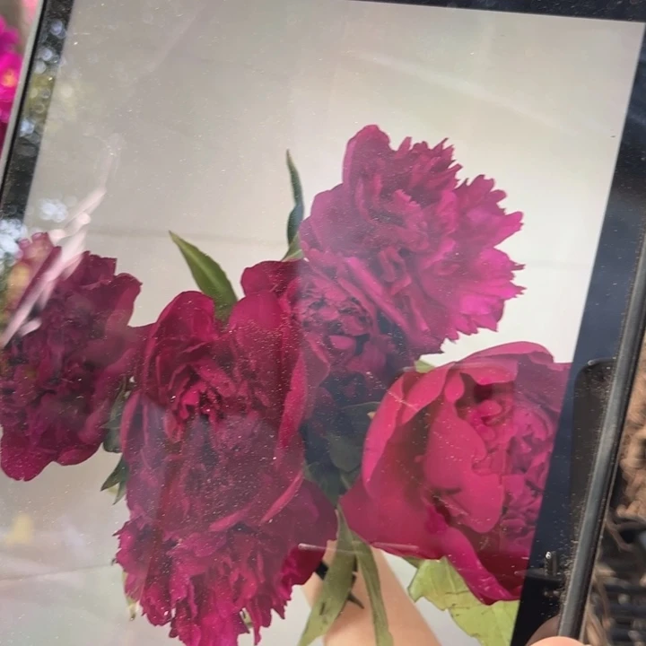 无花朵朱砂盼芍药苗