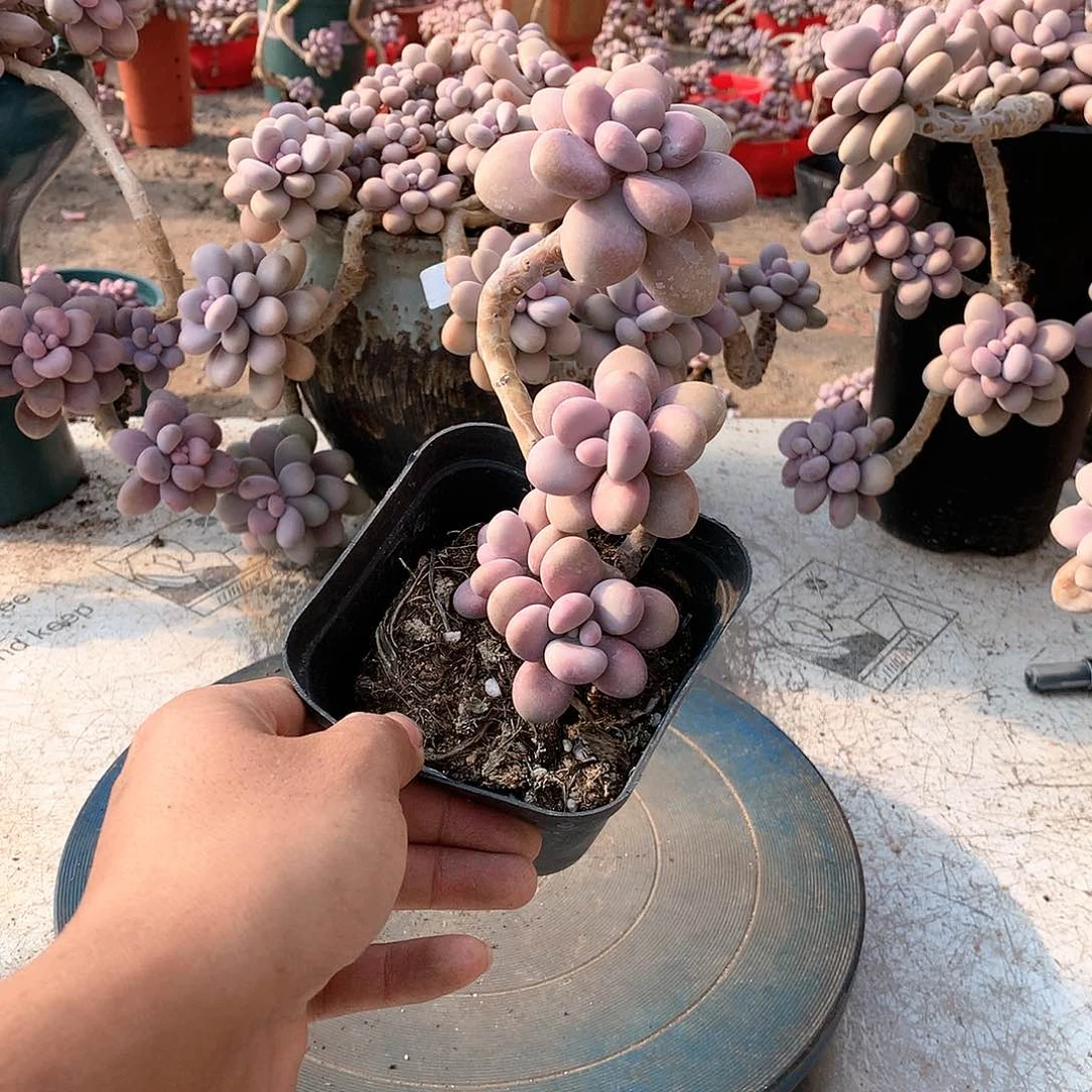 17一物一拍桃蛋老桩