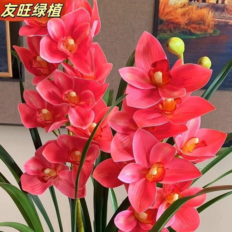 春季花卉盆栽客厅适合养的花浓香型花苞懒人花卉好养易活长花期