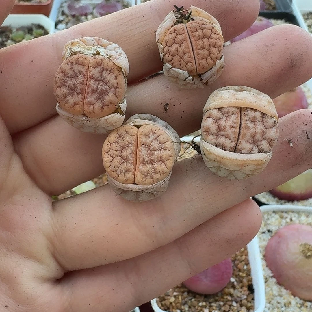 Q****?老马生石花拿，铁2040