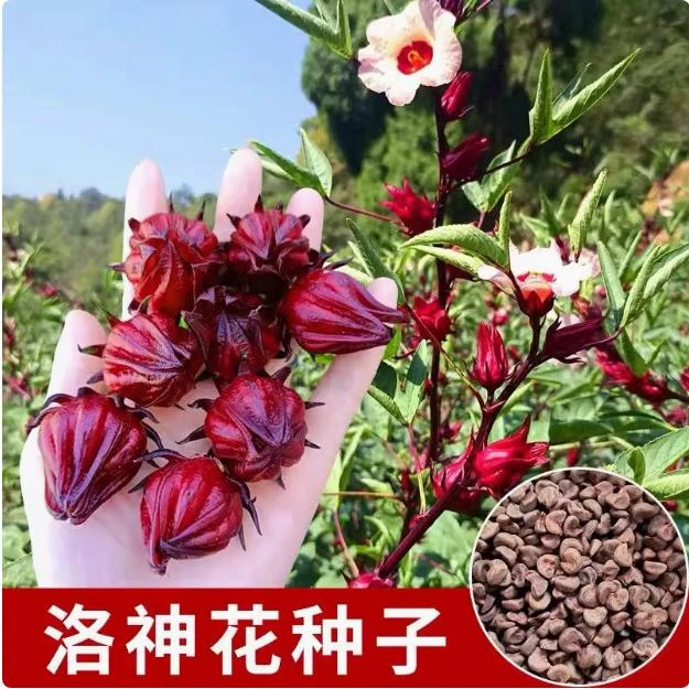 高质放青松绿植红桃k种子籽洛神花种子四季红金梅苗种孑玫瑰茄树