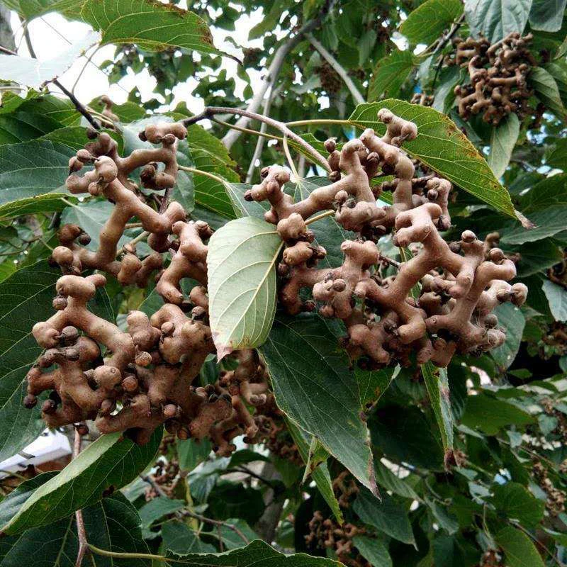 现摘新鲜野生拐枣可生吃的云南鸡爪梨万寿果带叶发货