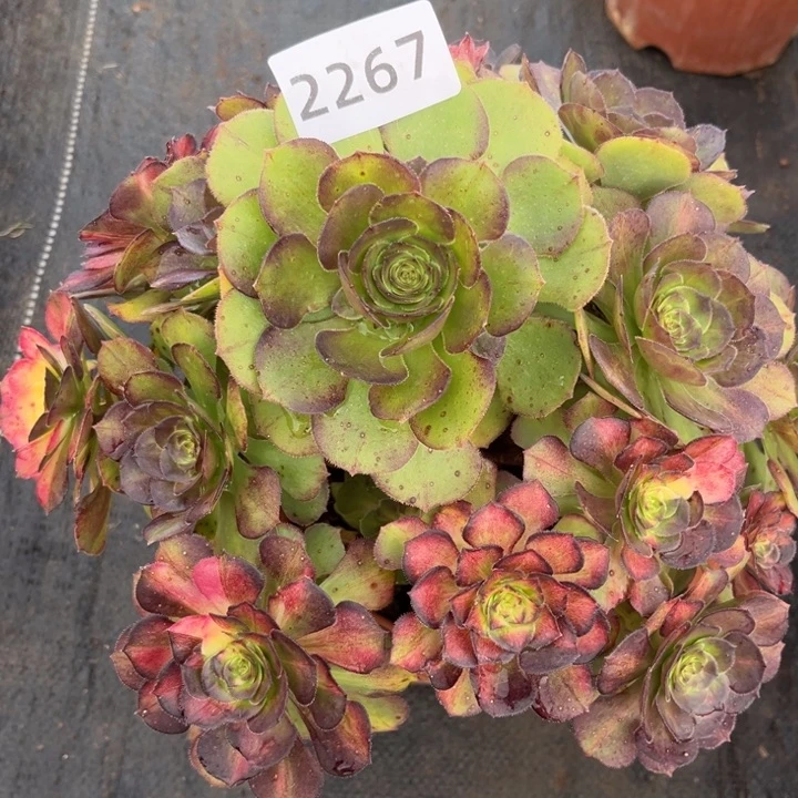 海王七彩特价多肉