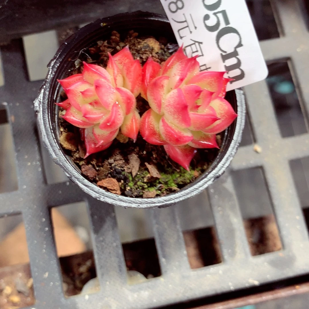 5厘米盆精控多肉905