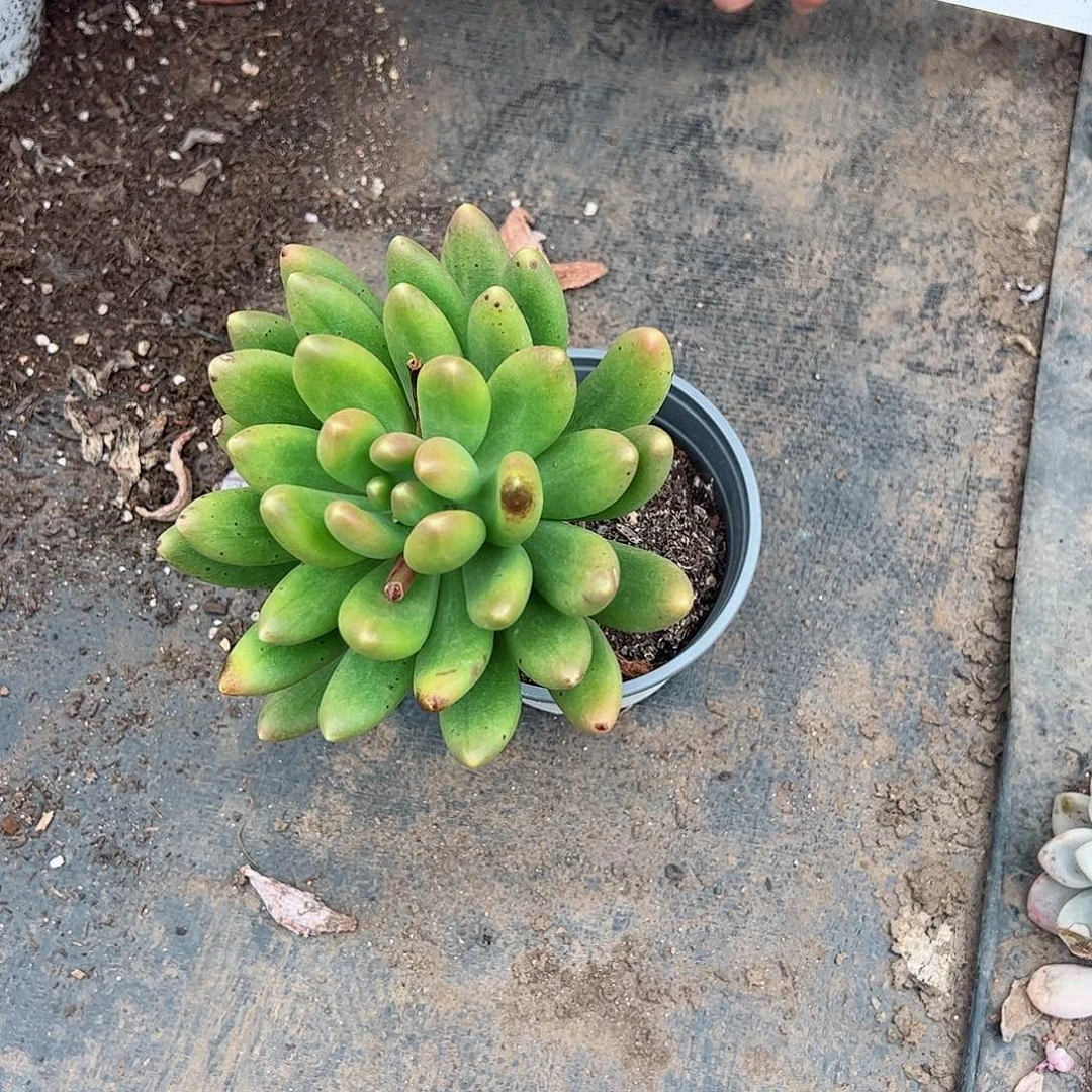 金蝉大单头老桩控养