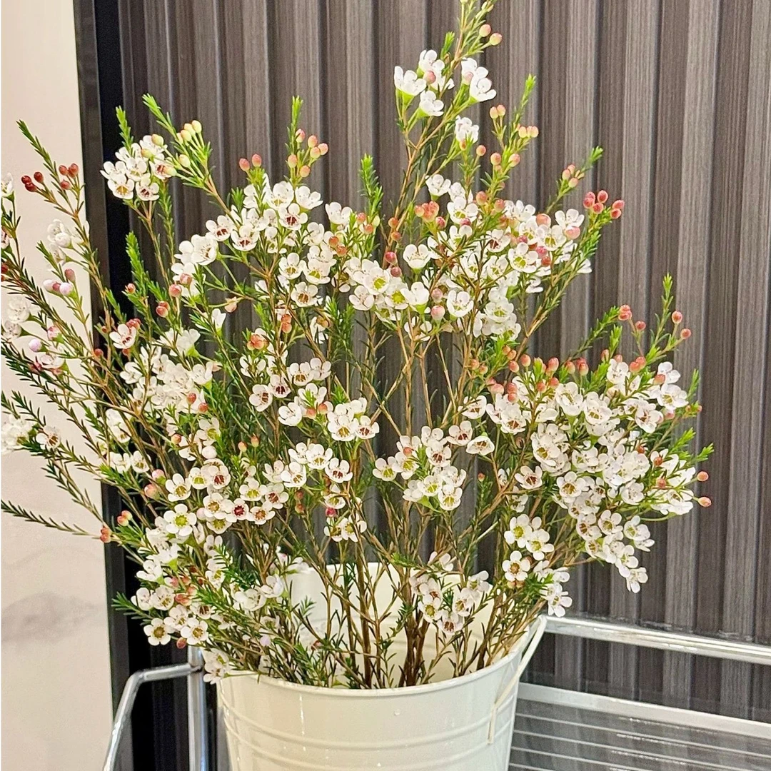 【品牌花】方德白色腊梅10枝花期长