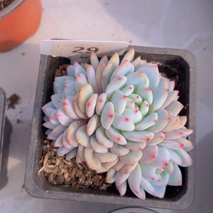 健健康康平平安安