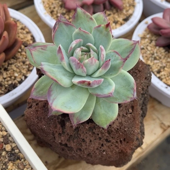 惊鸿仙子 夏鸣园艺