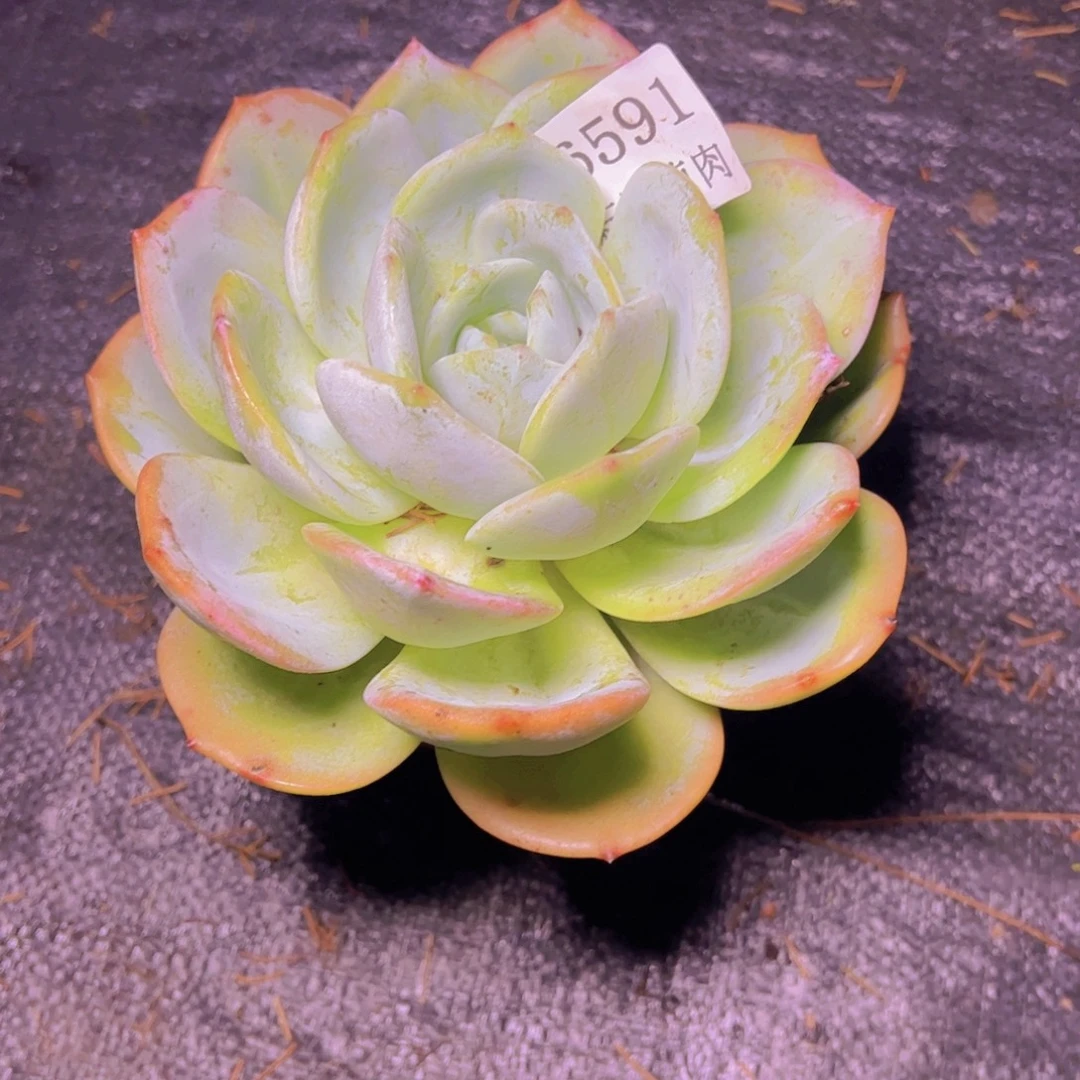 书***然小凤城6591多肉植物