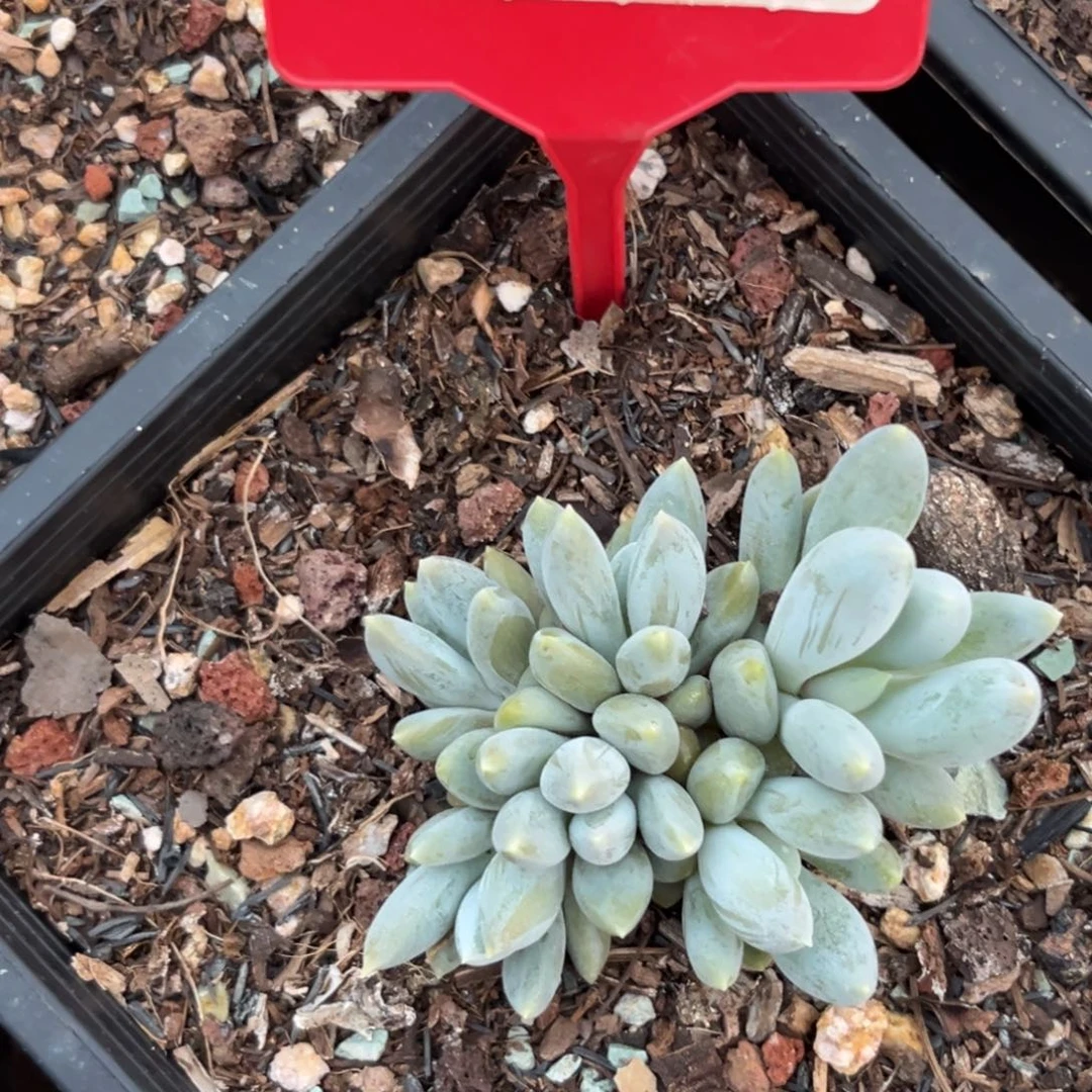 ?****?哥特sp多肉植物085