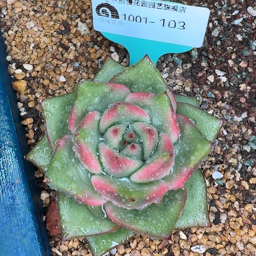 从前慢东云新品1001-103