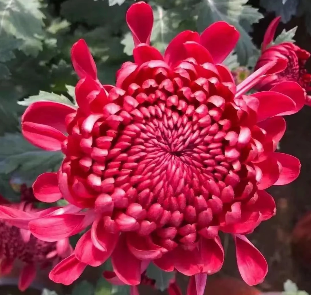 【红绣球】九月菊开大花轻微掉叶掉花苞不售后