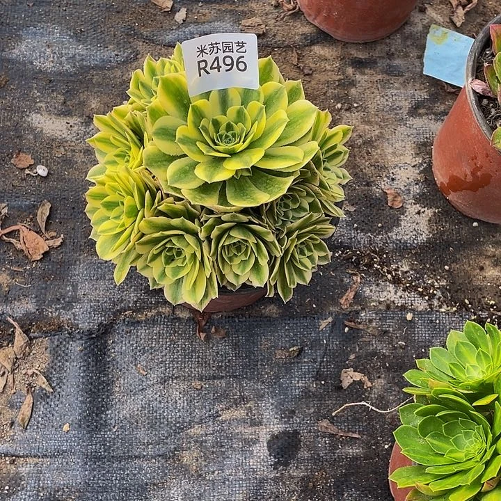 496多肉植物的生长