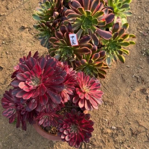 9-103欧嘉莉加红铜瑕疵处理不包售后多肉