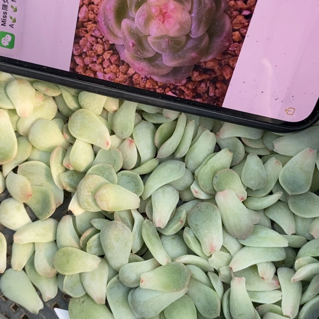 纯叶片甜心255一片多肉叶子