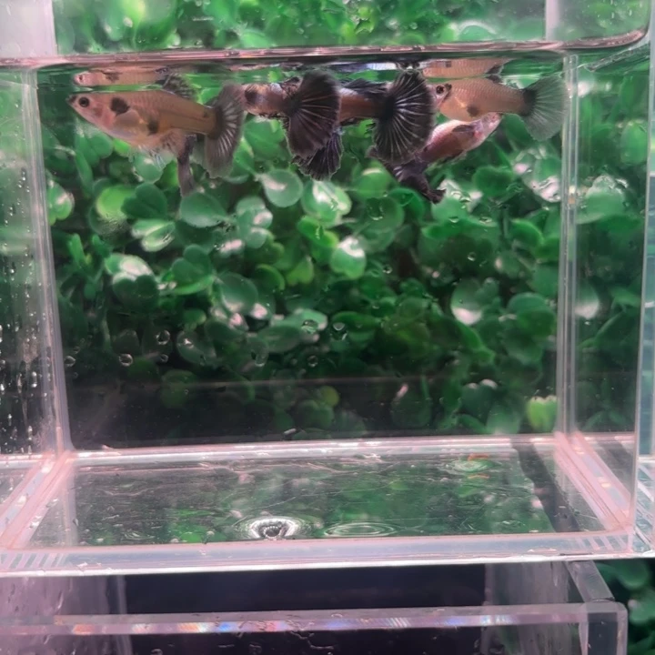 孔雀鱼大耳紫罗兰半月尾3对