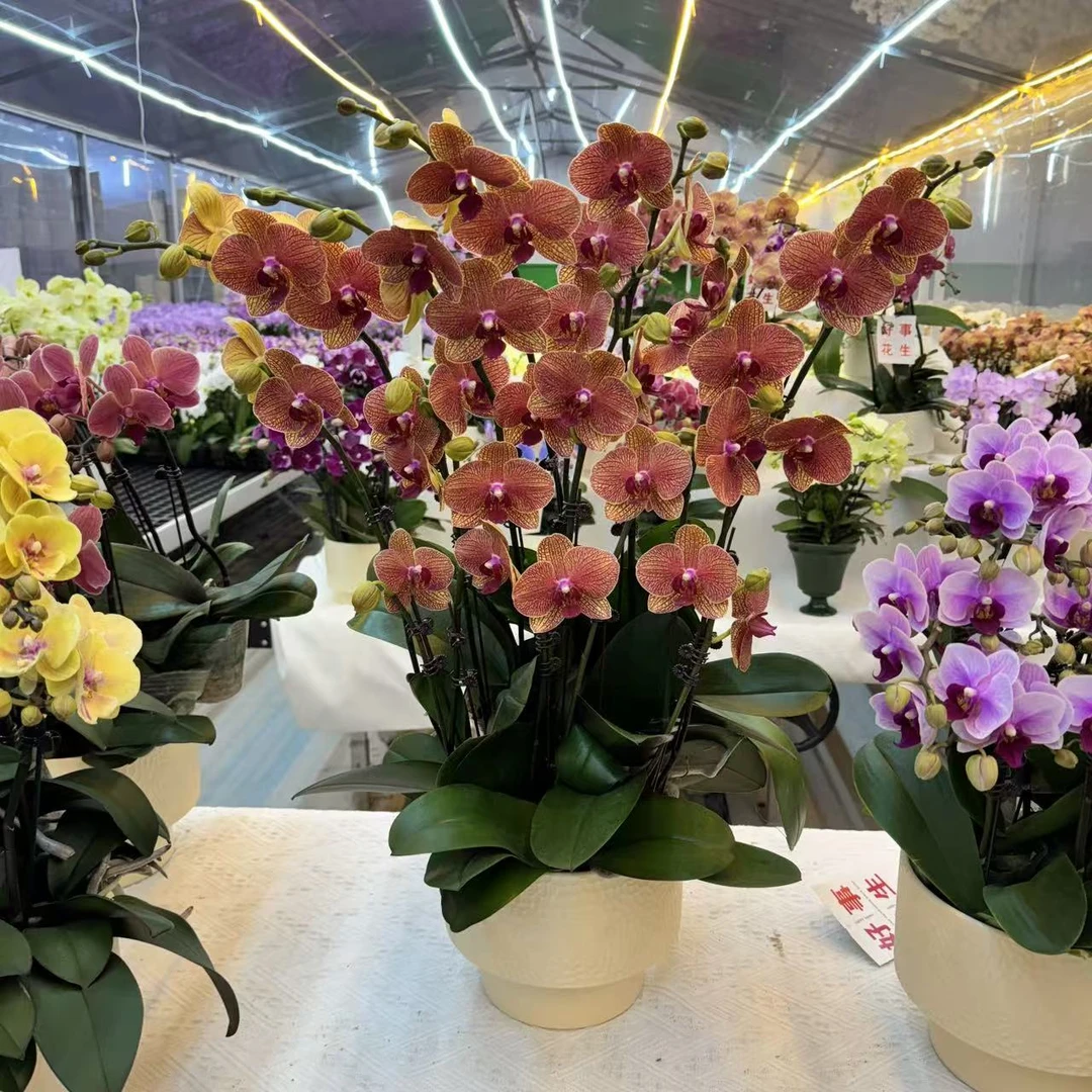 精选蝴蝶兰【金龙鱼组盆】金橙色系蝴蝶兰 室内花卉绿植 基地直发