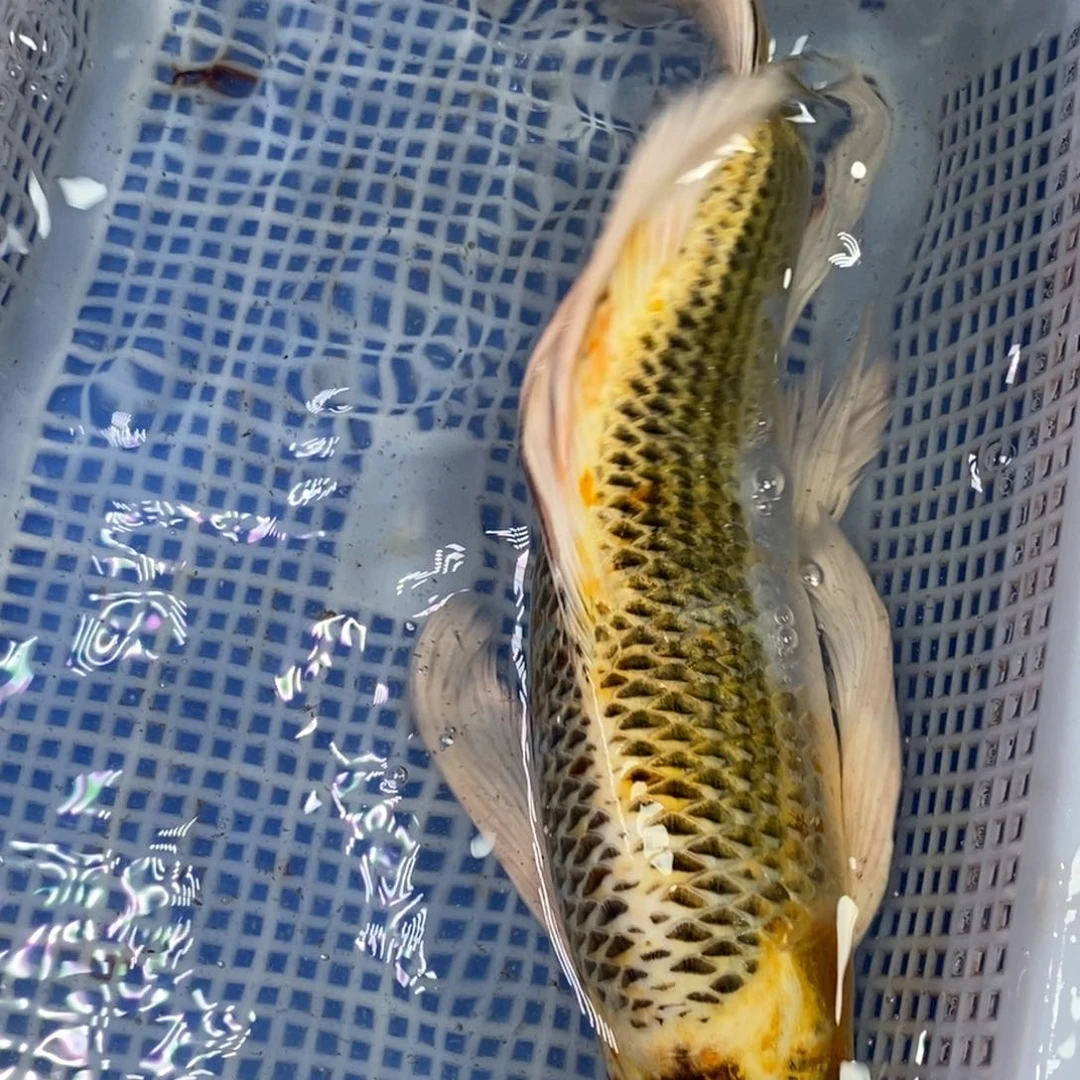 锦鲤冷水锦鲤包邮
