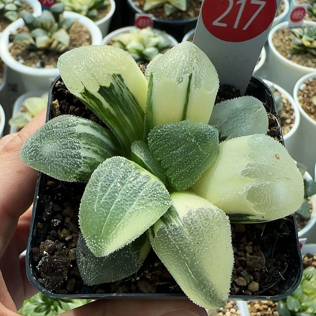 217号蓝光巨大化7.9左右一物一拍带盆土