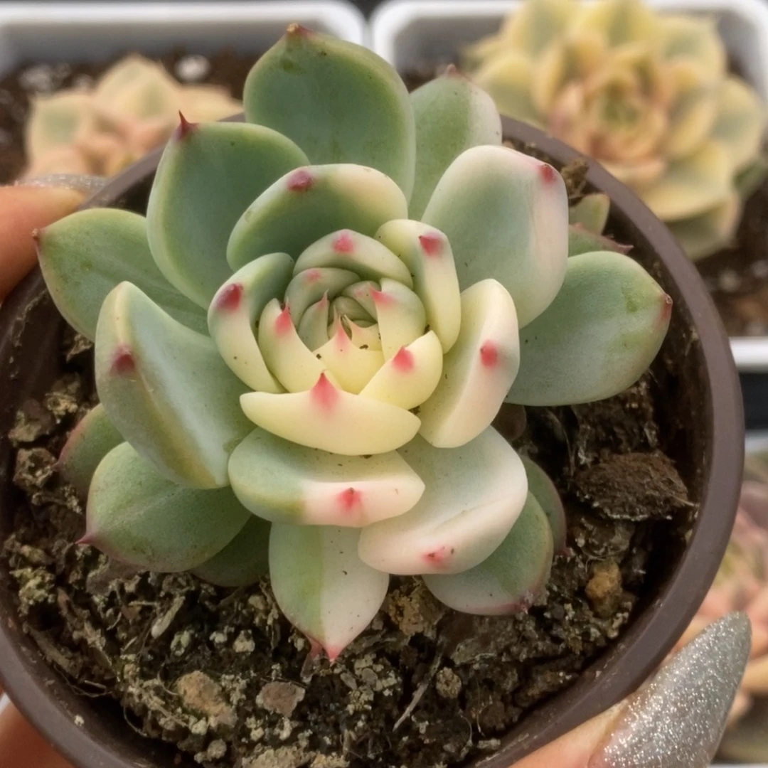 131锦锦锦锦锦锦锦锦锦