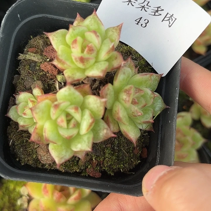 闪吼43呀呀呀呀呀呀呀