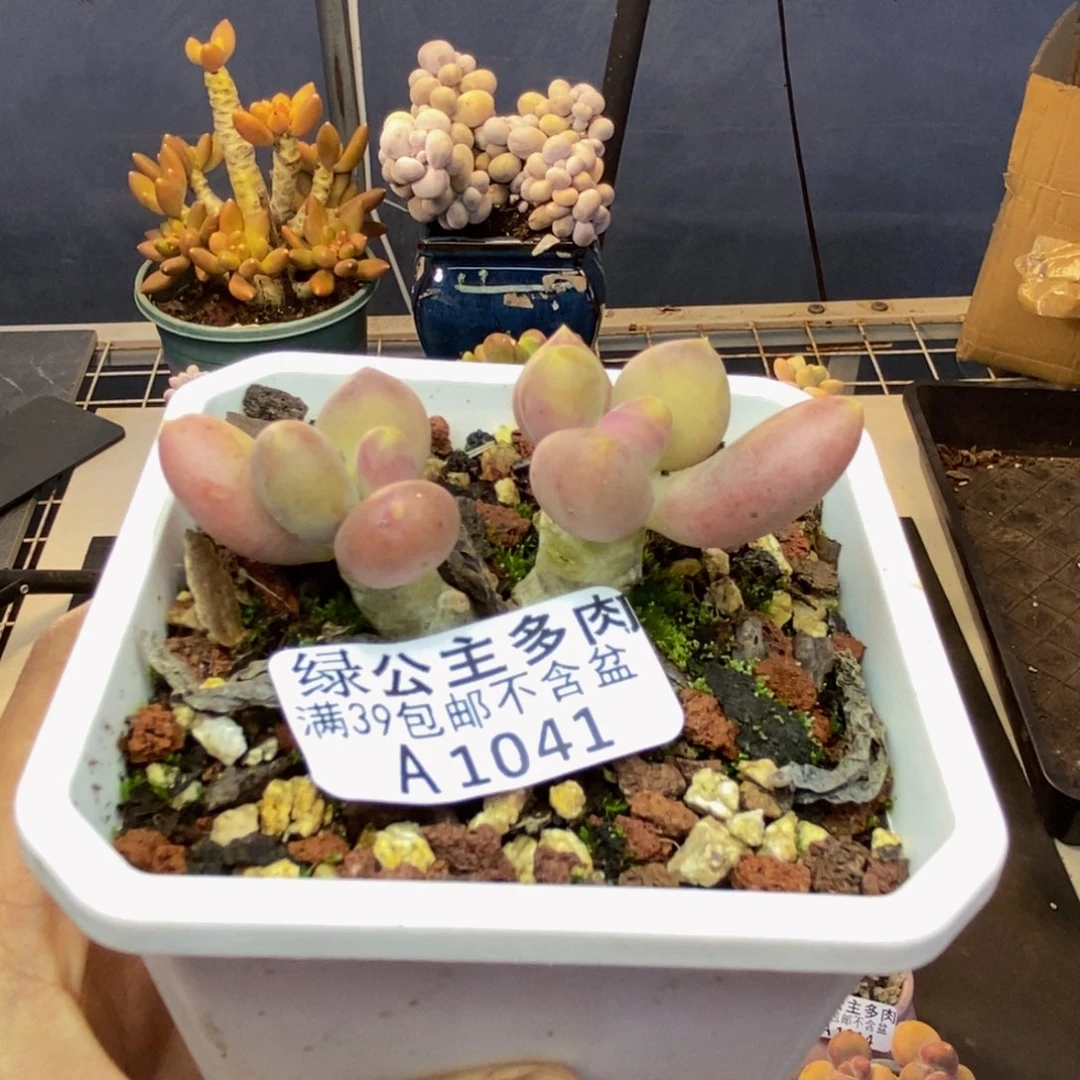 041芒果奶多肉5c m