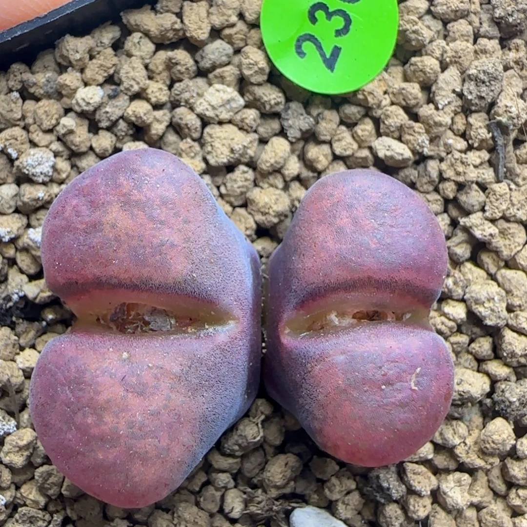 漂漂亮亮多肉植物236