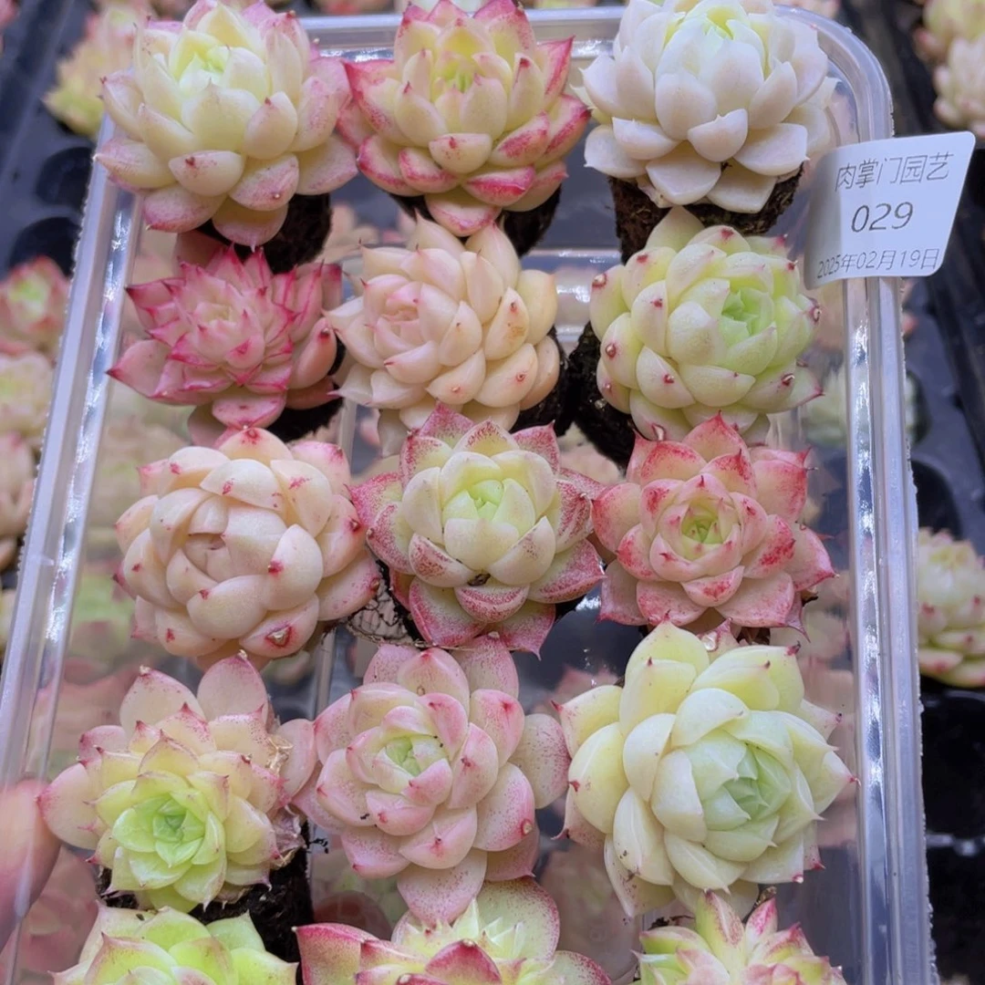 开心快乐成长029