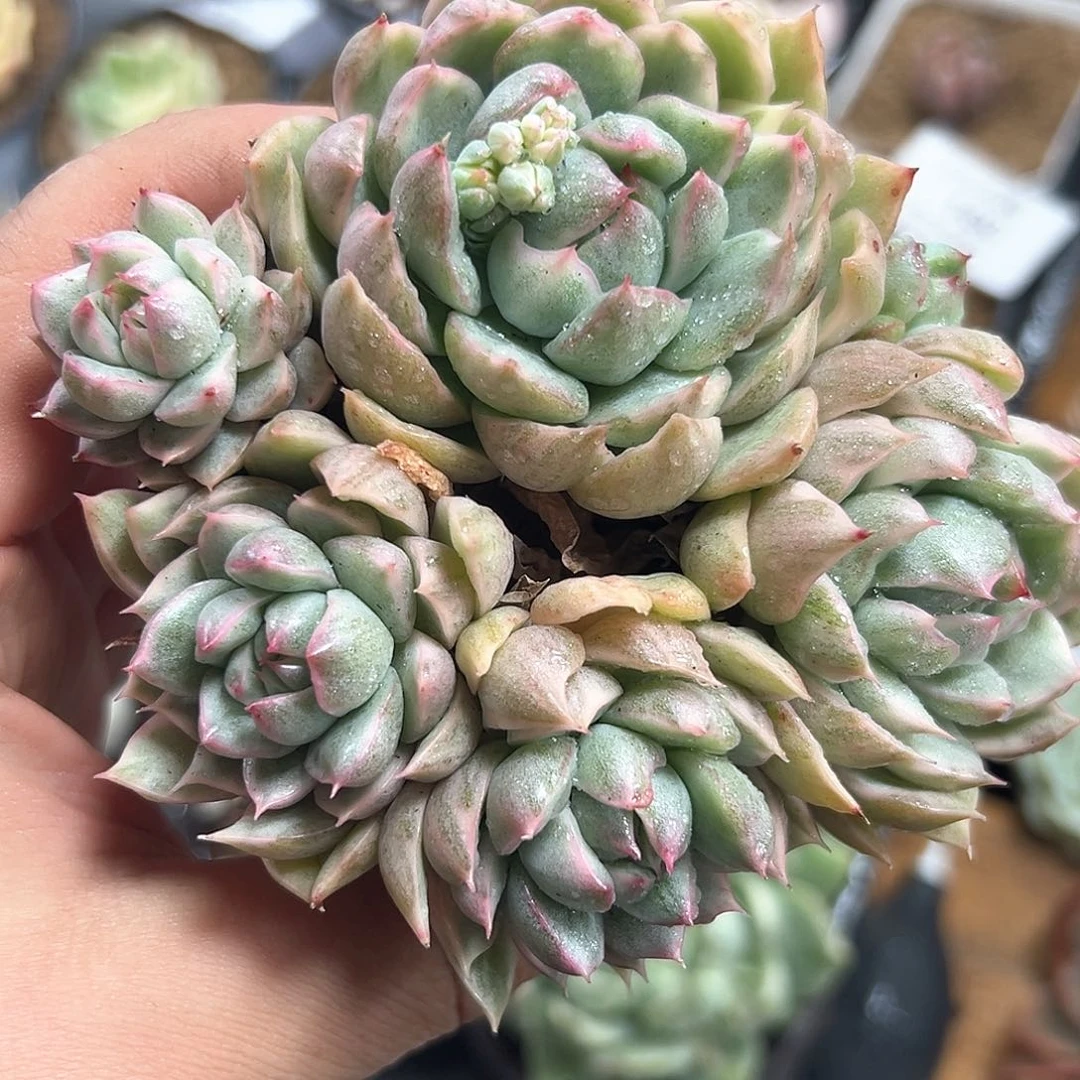 女王锦 小方花圃一物一拍
