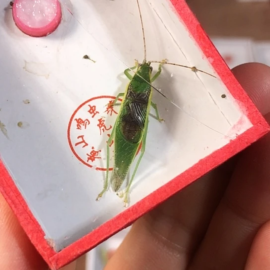 菲***爬蟋蟀33333333333333333