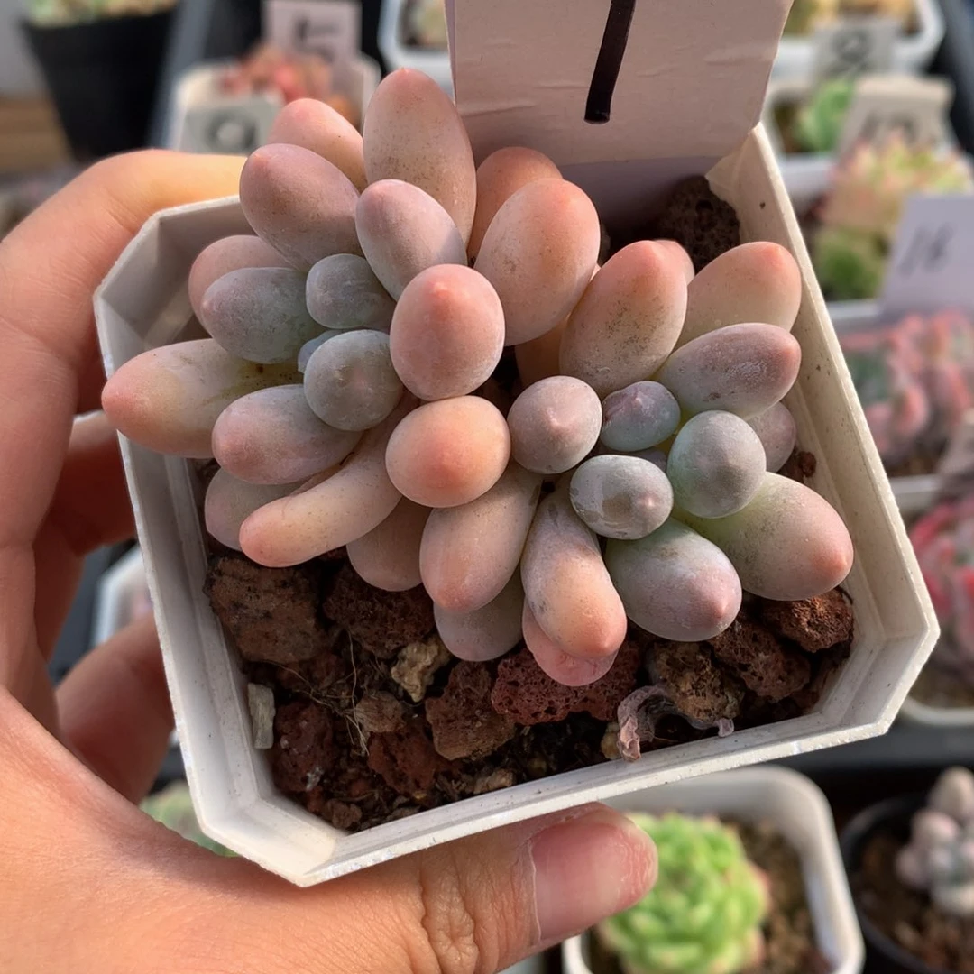 精控汤圆双头多肉