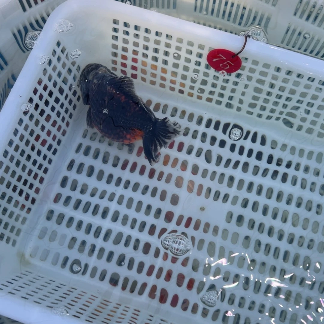 雄***鹰金鱼你好吗我好难受啊