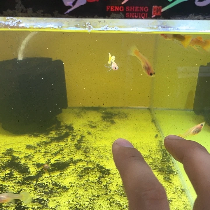 孔雀鱼3母3长公1短公玻璃猫种鱼