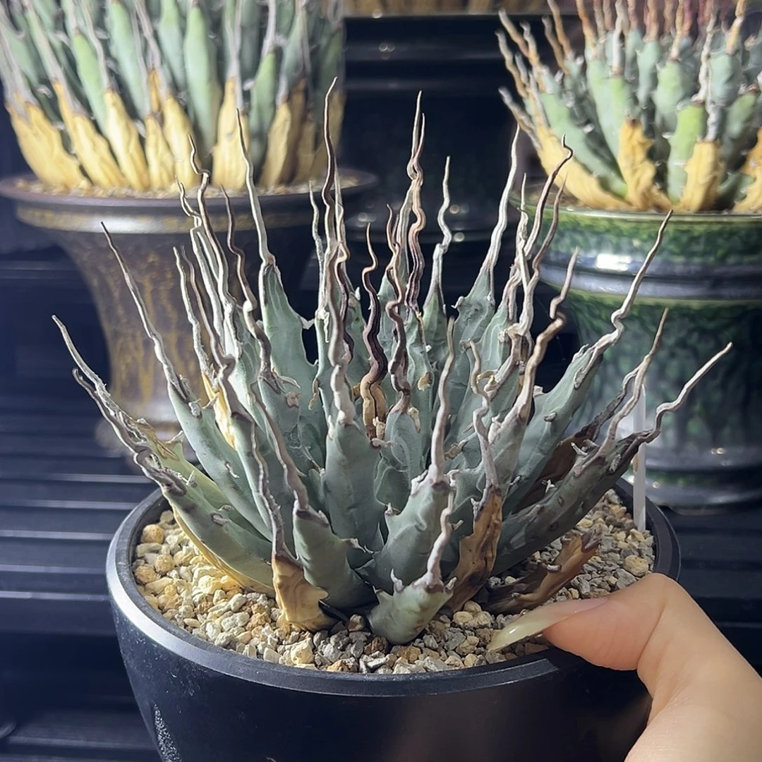 无花朵妖炎熟桩带盆 8折后价 喜欢直接拍 折叠刺