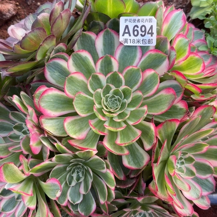 多肉法师龙普京多