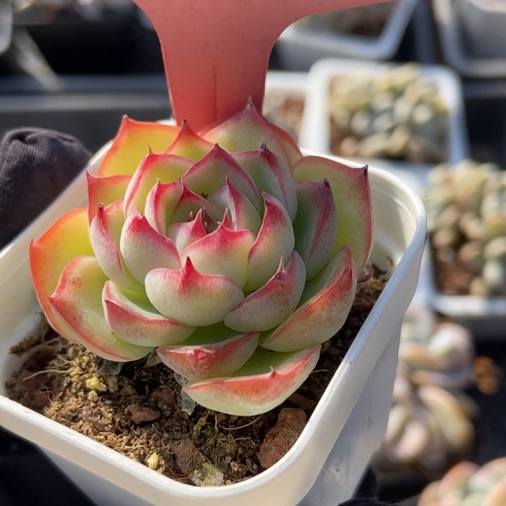 826勾魂仙子多肉植物保护