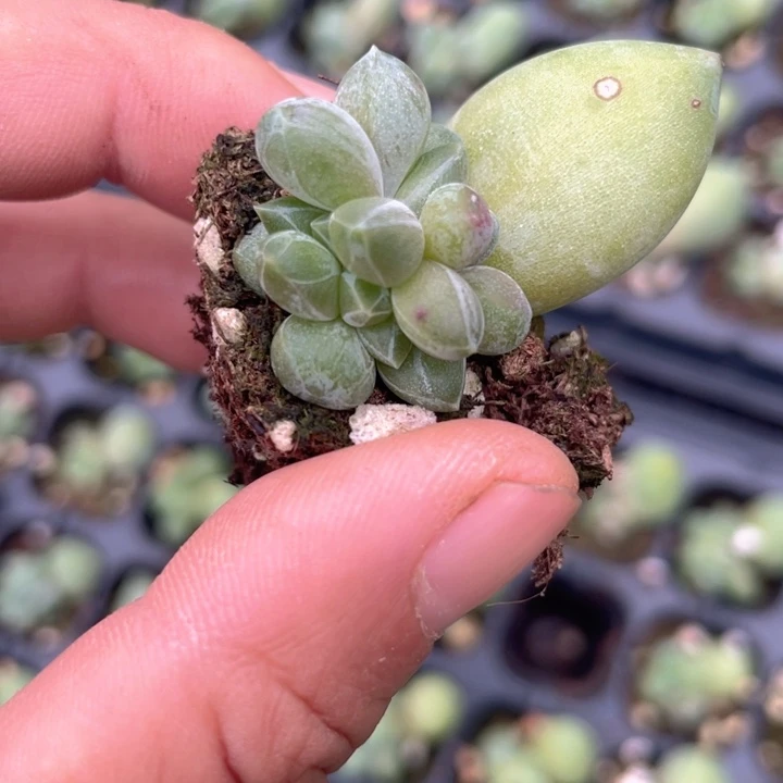 乌拉克拉群穴盘发2颗满18