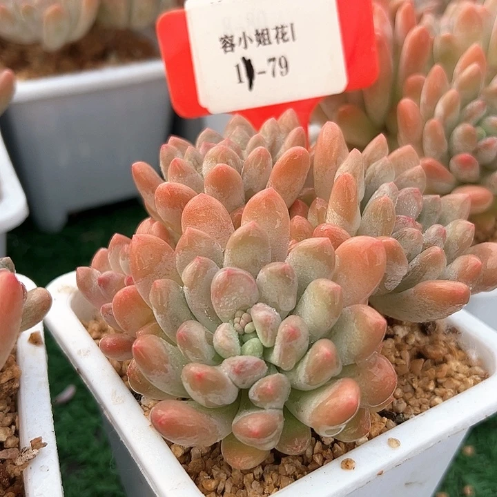 11.79灯美人一个带盆