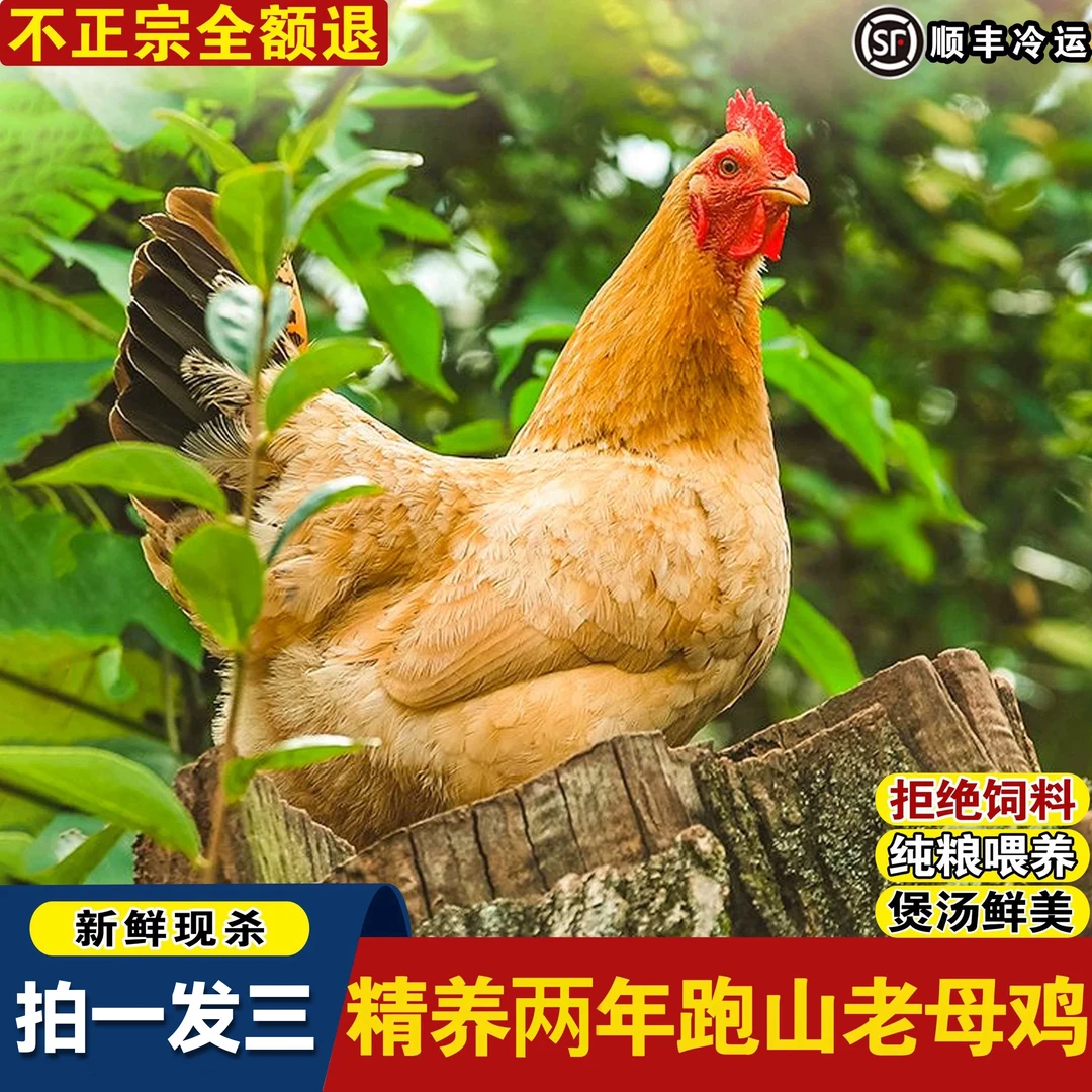 【顺丰包邮】农家散养土老母鸡【拍一发三】煲汤带黄油带黄内脏D