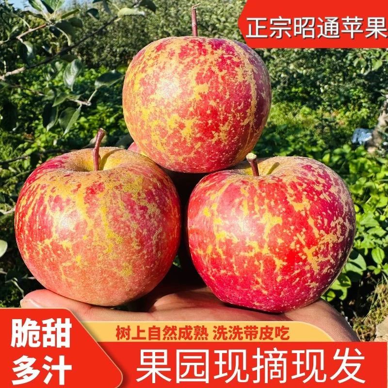 云南昭通高原丑苹果