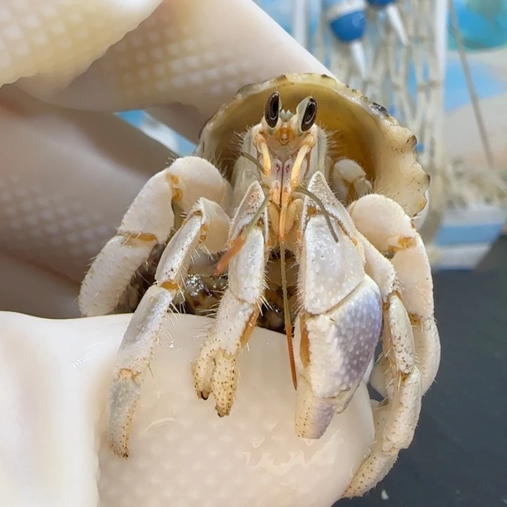 A1紫钳 灰白1.7cm口径