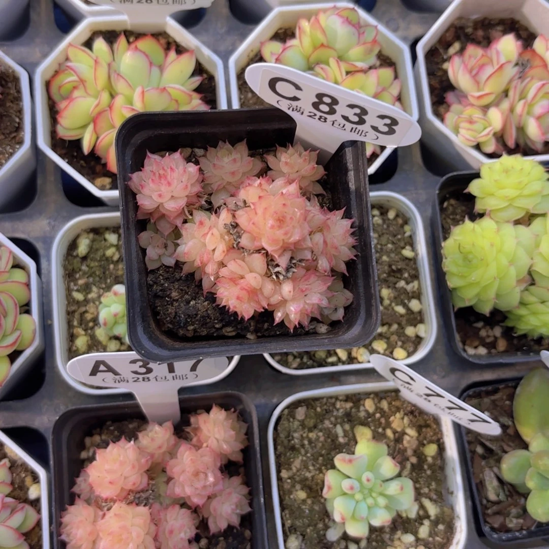 C833樱花一物一拍