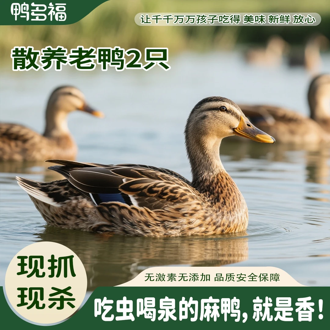 【清河老鸭】鸭多福河畔放养土鸭现杀老鸭