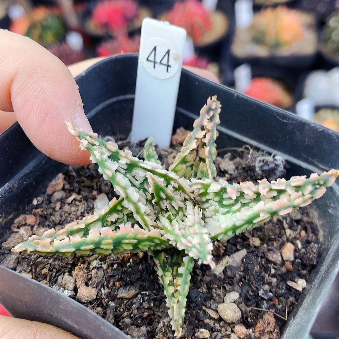 非偏远地区满25包邮仙人球